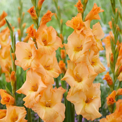 Gladiole City Lights 3 Bulbi/Pachet - Bulbshop