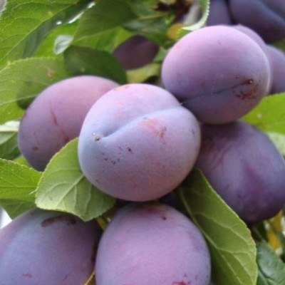 Prun "D'agen" Pom Fructifer Anul 3 - Bulbshop