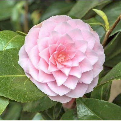 Camelia Japonica Usutome la Ghiveci 2L - Delicatețe Roz Pal .