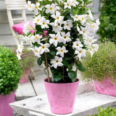 Dipladenia Alba "White Sensation" - Ghiveci P9