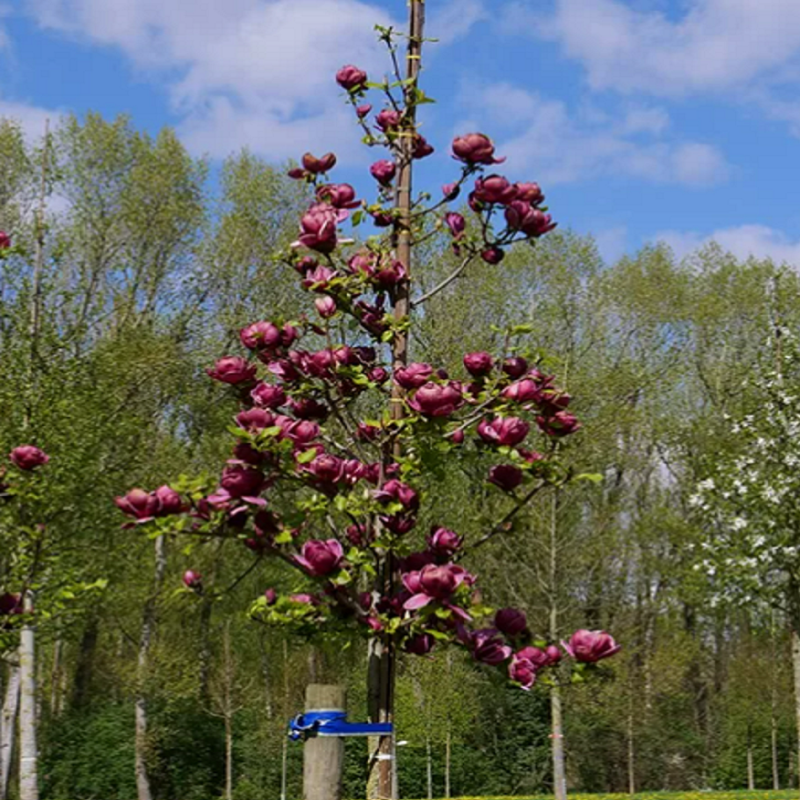Magnolia Genie Rosie in Ghiveci de 2L Inaltime Planta 40-50cm