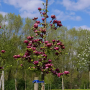 Magnolia Genie Rosie in Ghiveci de 2L Inaltime Planta 40-50cm