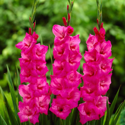 Gladiole Fidelio 3 Bulbi/Pachet - Bulbshop