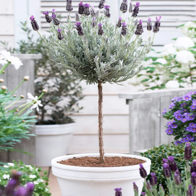 Lavanda Anouk Spaniola pe Picior Ghiveci 2L, Plante Ieftine.