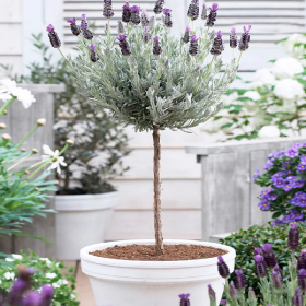 Lavanda Anouk Spaniola pe Picior Ghiveci 2L, Plante Ieftine.