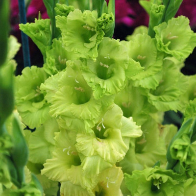 Gladiole Green Star 3 Bulbi/Pachet - Bulbshop