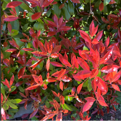 Photinia Fraseri Red Robin, Arbust Verde si Rosu Ghiveci 5L