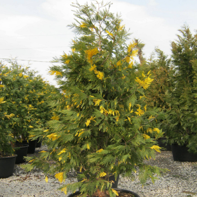 Chiparos de California | Calocedrus Conifer Elegant Ghiveci 3L.