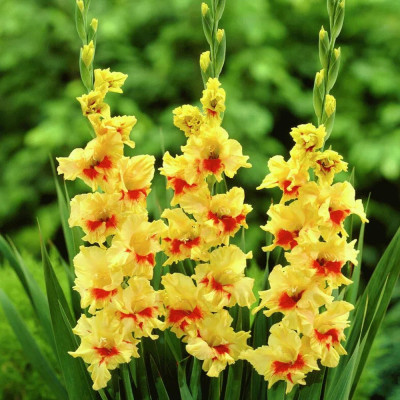 Gladiole Jaster 3 Bulbi/Pachet - Bulbshop