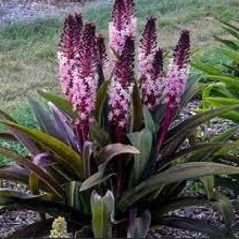 Eucomis Crinul Ananas "Safari Adventure" - Bulbshop