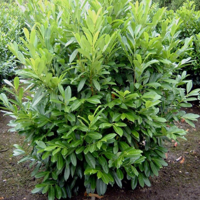 Laur Verde Fosforescent: Gard Viu Vesnic Verde Ghiveci 5L.