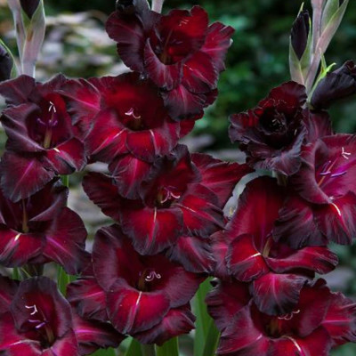 Gladiole Large Flowered Black 3 Bulbi - Bulbshop