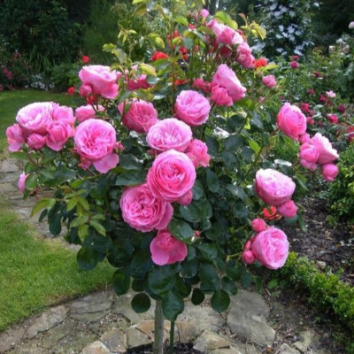 Trandafir Pomisor Ghiveci 5L Inaltime 170cm
