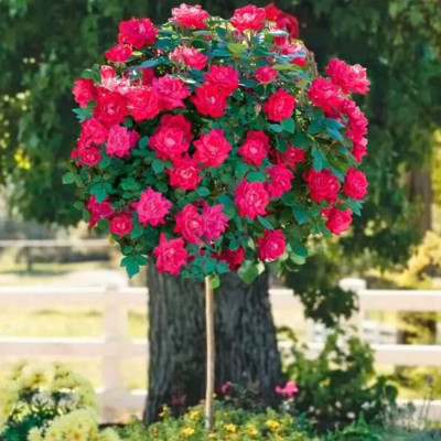 Trandafir Pomisor Knockout Rosu Floare Batuta in Ghiveci 5L