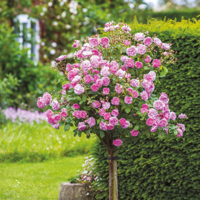 Trandafir Pomisor de Gradina Englezesc Hallow Ghiveci 5L 170cm