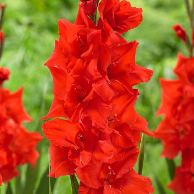 Gladiole Large Flowering Manhattan 3 Bulbi - Bulbshop