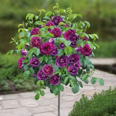 Trandafir Pomisor, Copacel Englezesc Will Ghiveci 5L 170cm.