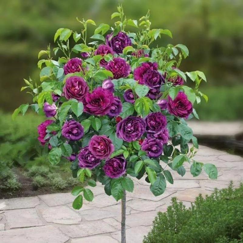 Trandafir Pomisor, Copacel Englezesc Will Ghiveci 5L 170cm.