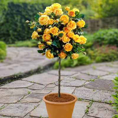 Trandafir Pomisor, Sunny Knockout Ghiveci 5L Inaltime 170cm