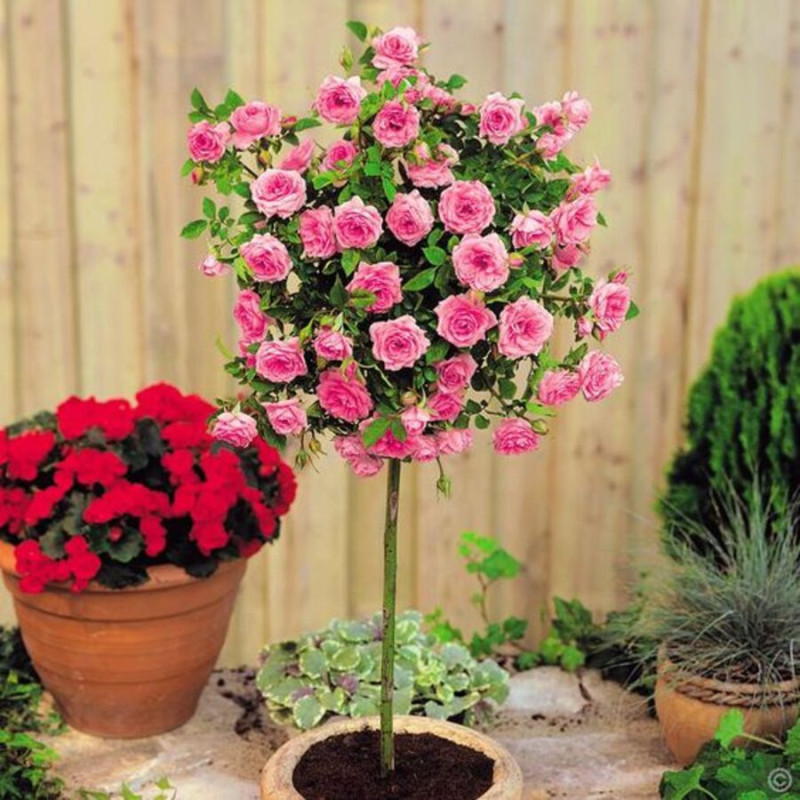 Trandafir Pomisor Roze Ghiveci 5L Inflorit 170cm