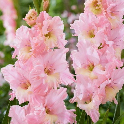 Gladiole Light Pink 3 Bulbi/Pachet - Bulbshop