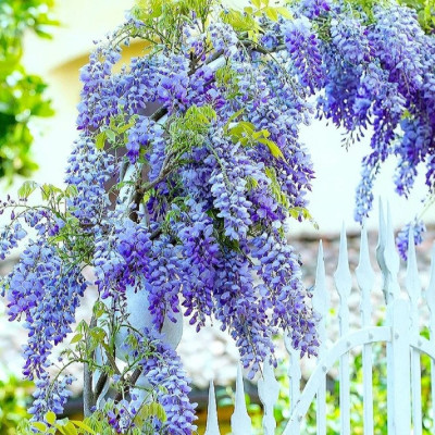 Glicina "Blue Moon" Wisteria Ghiveci 5L - Bulbshop