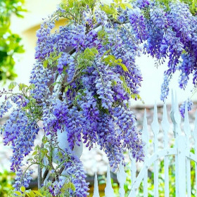 Glicina "Blue Moon" Wisteria Ghiveci 5L - Bulbshop