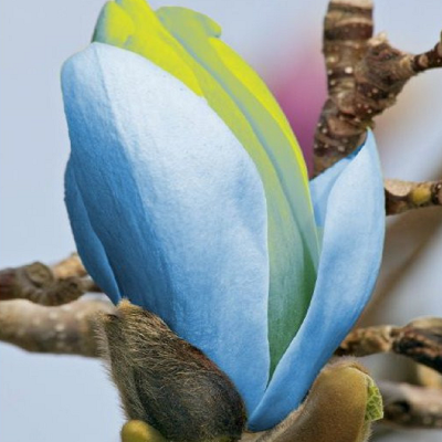 Magnolia Albastra Opal Ghiveci 5L 100-120cm - Bulbshop