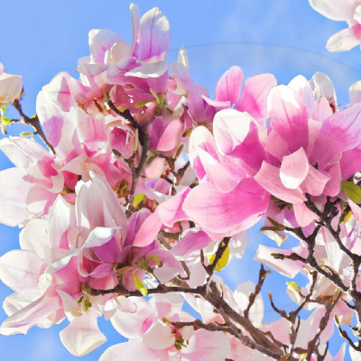 Magnolia Roze Ghiveci 5L 50-60 cm - Bulbshop