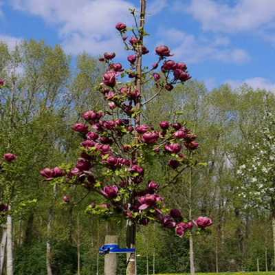 Magnolie "Genie" Ghiveci 5L 50-60 cm - Bulbshop