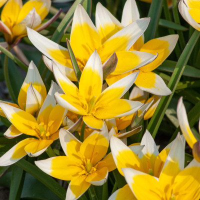 Lalele Pitice "Tulip Tarda" 3 Bulbi - Bulbshop