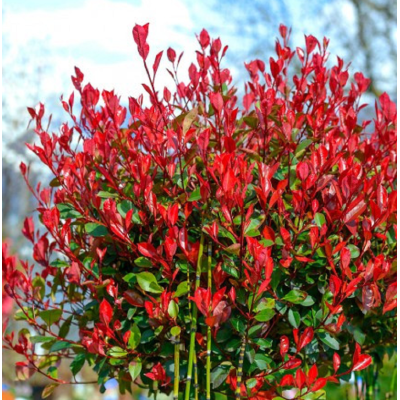 Photinia Red Robin Arbust Vesnic Verde la Ghiveci 5L