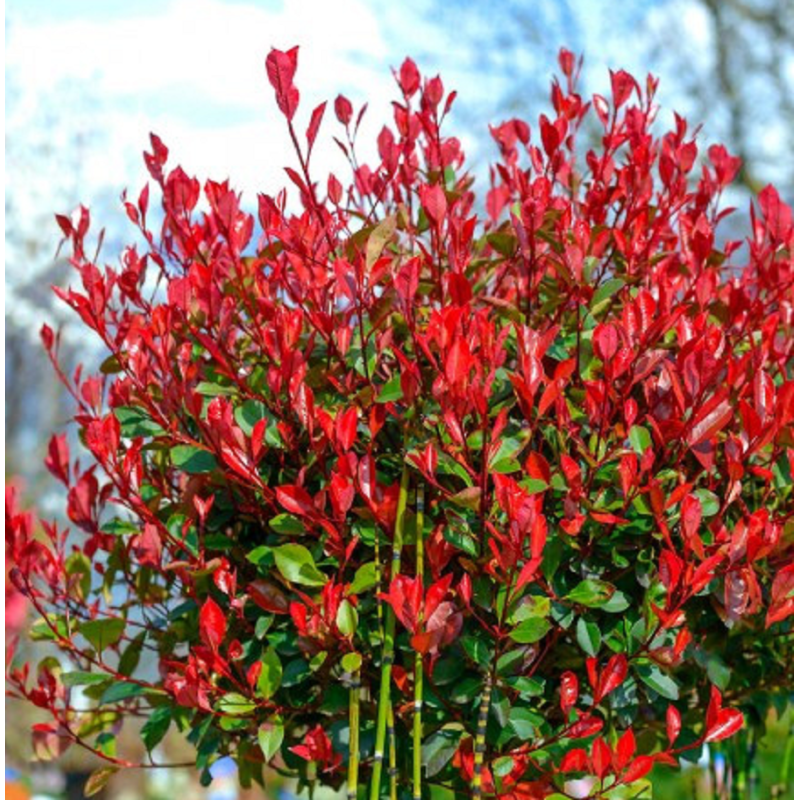 Photinia Red Robin Arbust Vesnic Verde la Ghiveci 5L
