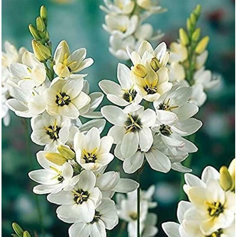 Bulbi Ixia Alba (Crin de Porumb Alb) | BulbShop.ro