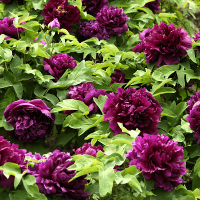 planta bujor arbustiv cu flori mari batute de culoare violet si furnze verzi, la maturitate