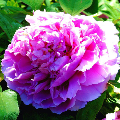 bujor arbustiv cu floare mare roz-albastru
