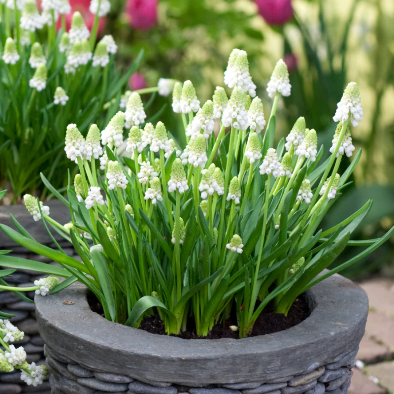 Muscari Alba Zambila Struguras 5 Bulbi de Gradina sau Ghiveci