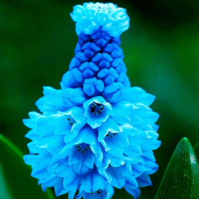 bulbi de muscari azureum, zambila struguras de culoare albastra