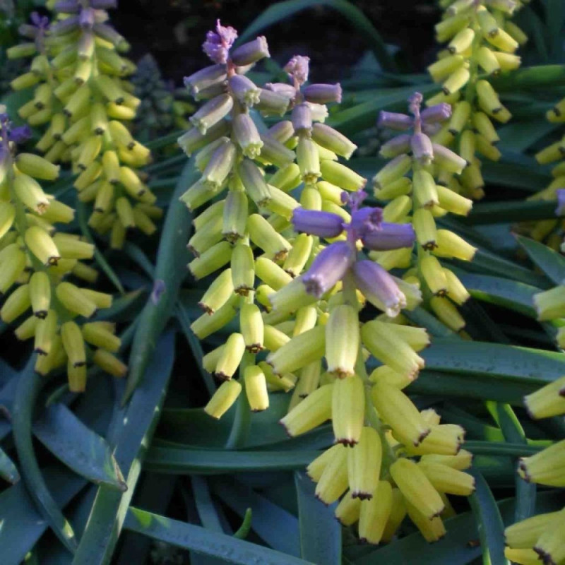 Muscari "Macrocarpum" Zambila Struguras 5 Bulbi/Pachet