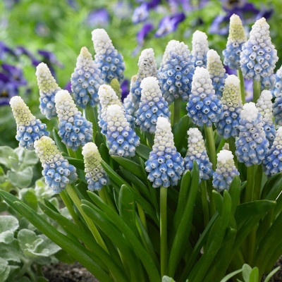 Muscari "Montain Lady" Zambila Struguras 5 Bulbi/Pachet