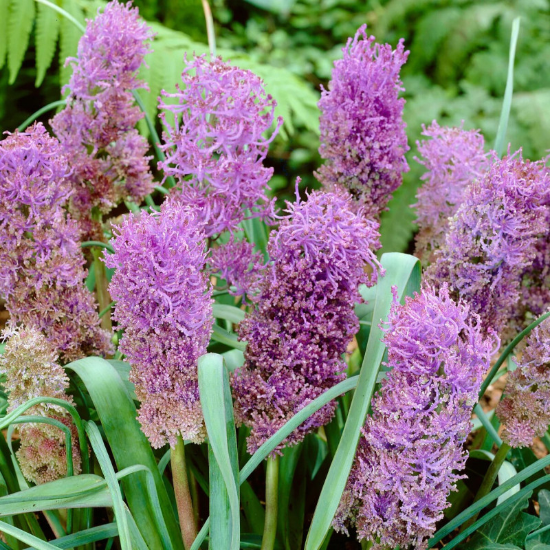 Muscari Bulbi "Plumosum" Zambila Struguras Gradina si Ghiveci