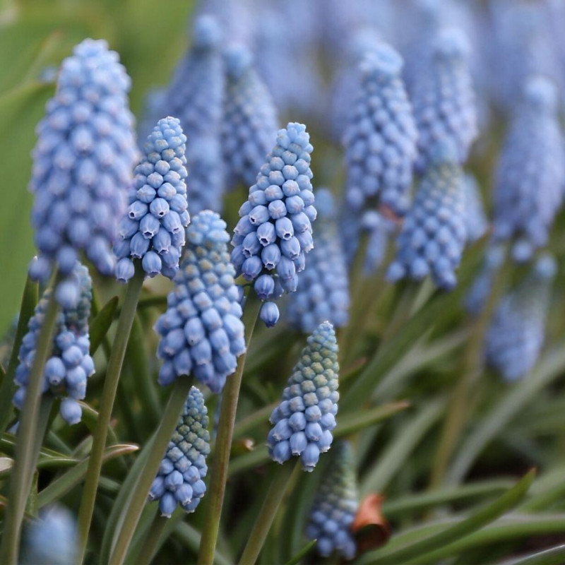 Muscari Bulbi "Valerie Finnis" Zambila Struguras 5 buc.