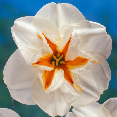 Narcise Duble Floare Mare "Brodway Star" 3 Bulbi/Pachet