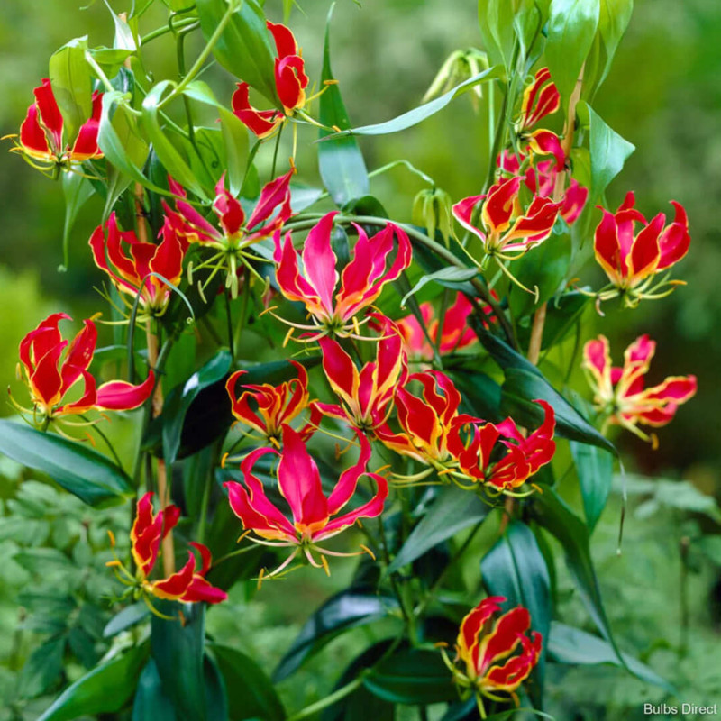 Gloriosa Bulbi "Rotschildiana" - Crinul de Foc 1 Bulb/Pachet