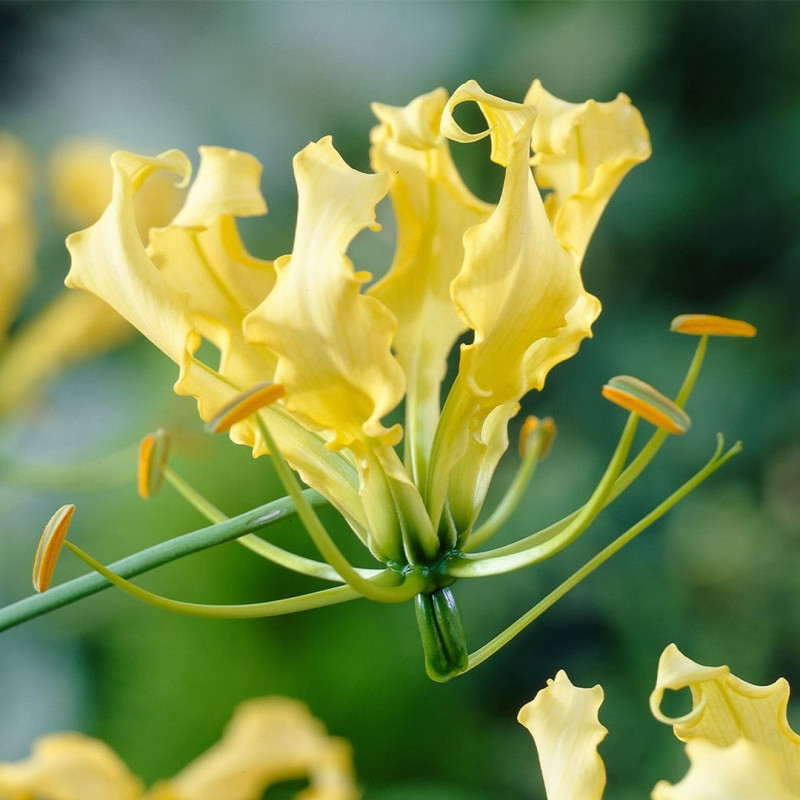 Gloriosa Bulbi "Lutea" - Crinul de Foc 1 Bulb/Pachet