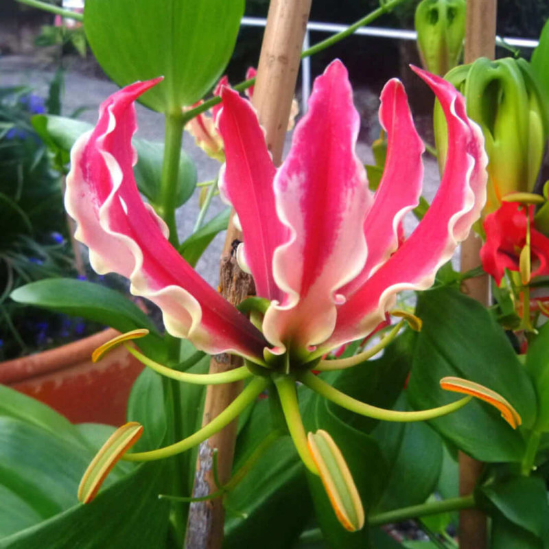 Gloriosa Bulbi "Exotic Pink" - Crinul de Foc 1 Bulb/Pachet