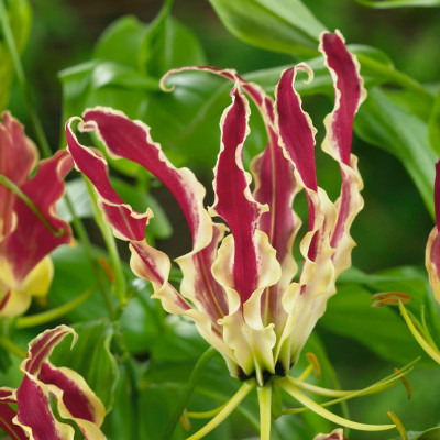 Gloriosa Bulbi "Carsoni" - Crinul de Foc 1 Bulb/Pachet