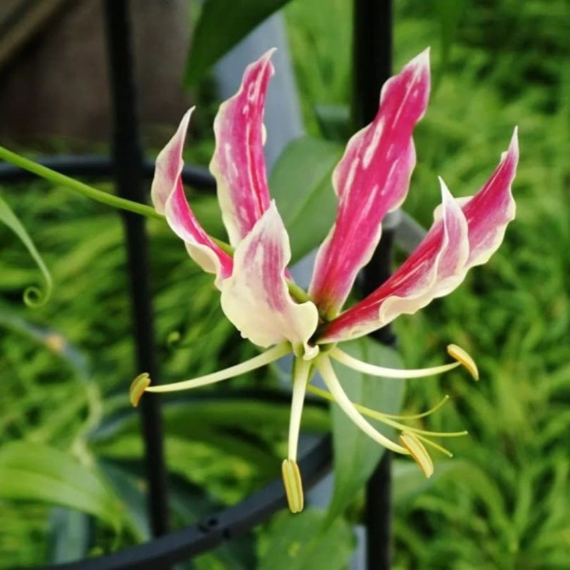 Gloriosa Bulbi "Pink Delight" - Crinul de Foc 1 Bulb/Pachet