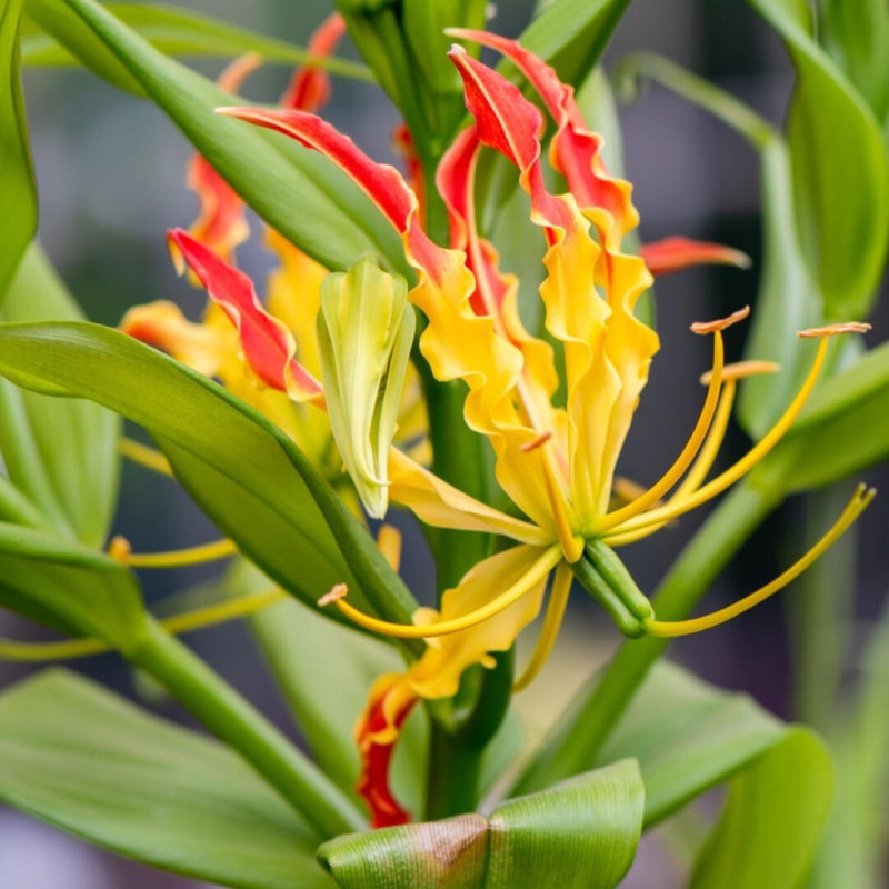 Gloriosa Bulbi "Gold Yellow" - Crinul de Foc 1 Bulb/Pachet