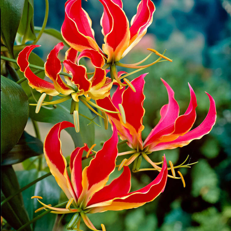 Gloriosa Bulbi "Red Emperor" - Crinul de Foc 1 Bulb/Pachet